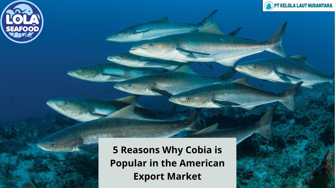 5 Reasons Why Cobia is Popular in the American Export Market